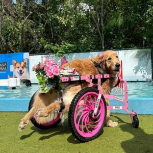 golden-especial-embaixadora